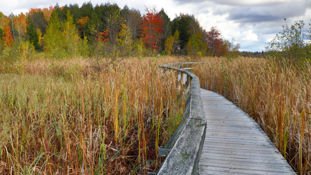 Top things to do in Montreal - best hikes near Montreal Bois-de-l’Île-Bizard Nature Park