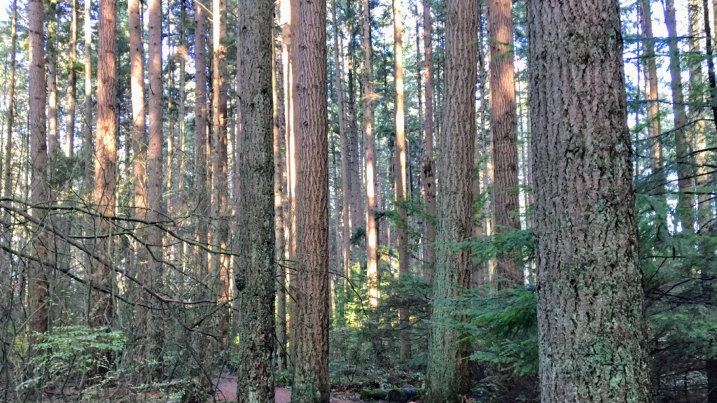 Top things to do in Vancouver - best Vancouver hikes Sword Fern Trail Loop