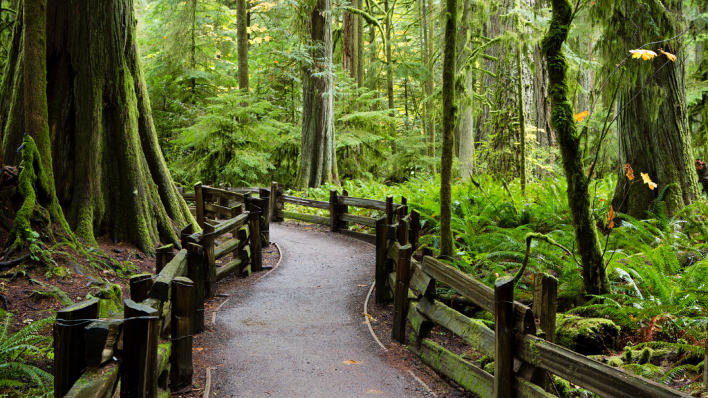 Top things to do on Vancouver Island - best Vancouver Island hikes Cathedral Grove Trails
