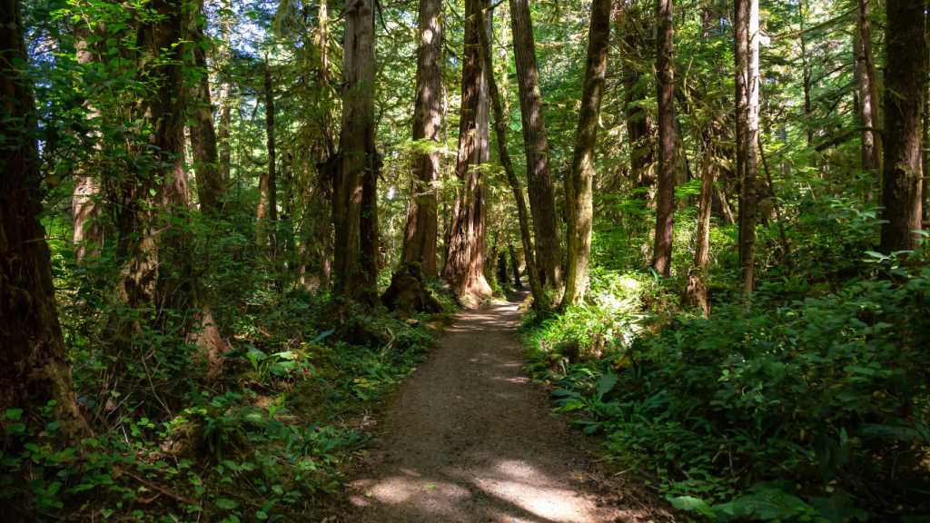 Top things to do on Vancouver Island - best Vancouver Island hikes San Josef Bay Trail.