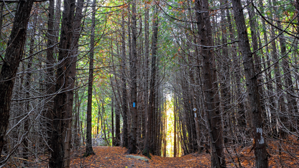 op things to do in Toronto - best hikes near Toronto Bruce Trail – Rattlesnake Point