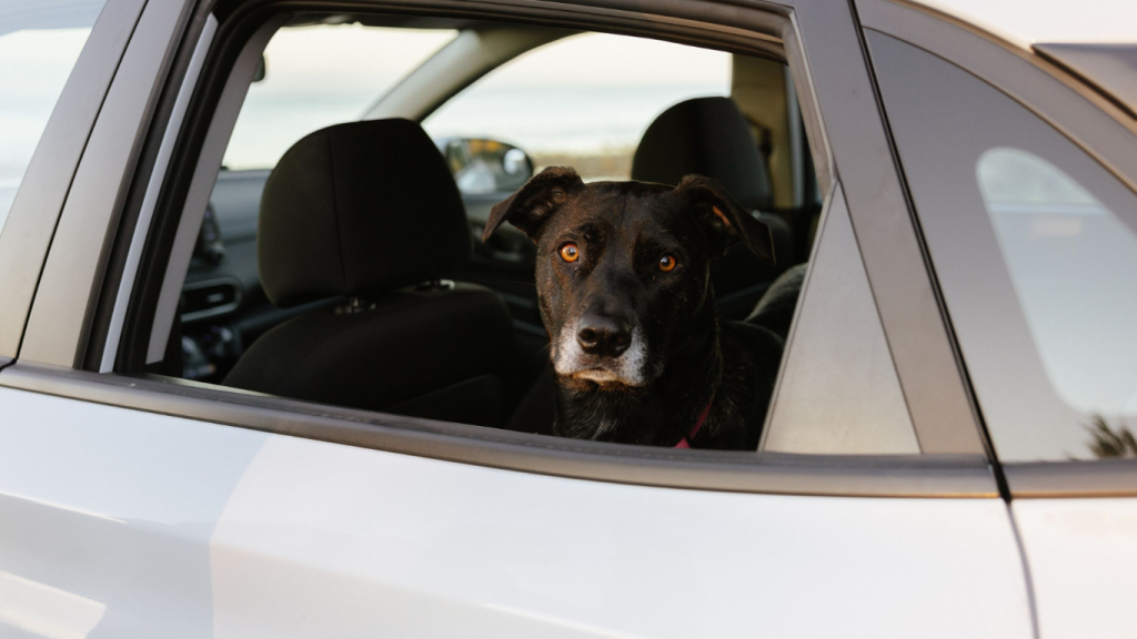 Browse Turo for the best car rentals for the Calgary to Kelowna drive
