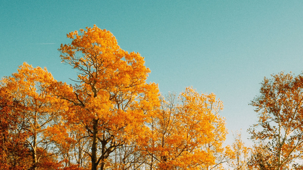 Browse Turo for the best car rentals for the Montreal to Plattsburgh drive.