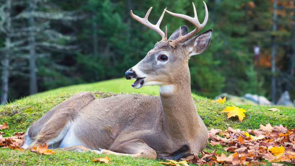Montreal to Ottawa drive The ultimate road trip guide Omega Park