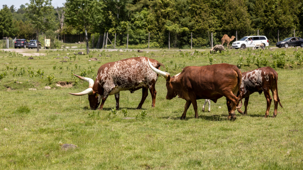 Montreal to Plattsburgh drive: The ultimate road trip guide: Parc Safari.