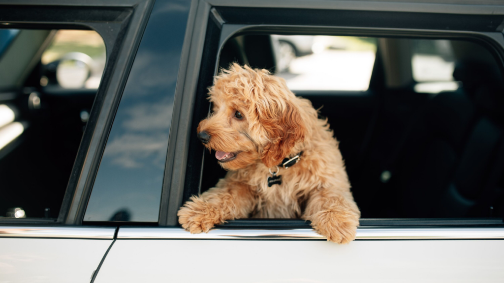 The best rental cars for can’t-miss activities in Kelowna