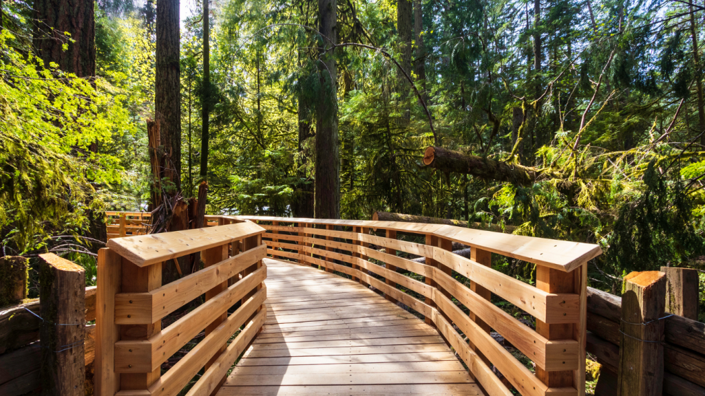 Victoria to Tofino drive The ultimate road trip guide Cathedral Grove – MacMillan Provincial Park