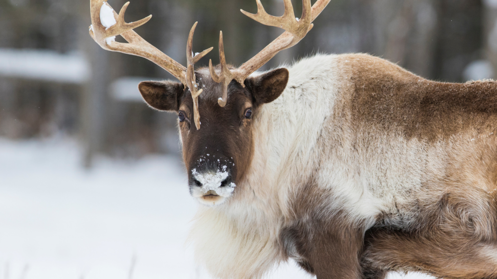 Whitehorse to Dawson City drive The ultimate road trip guide Yukon Wildlife Preserve