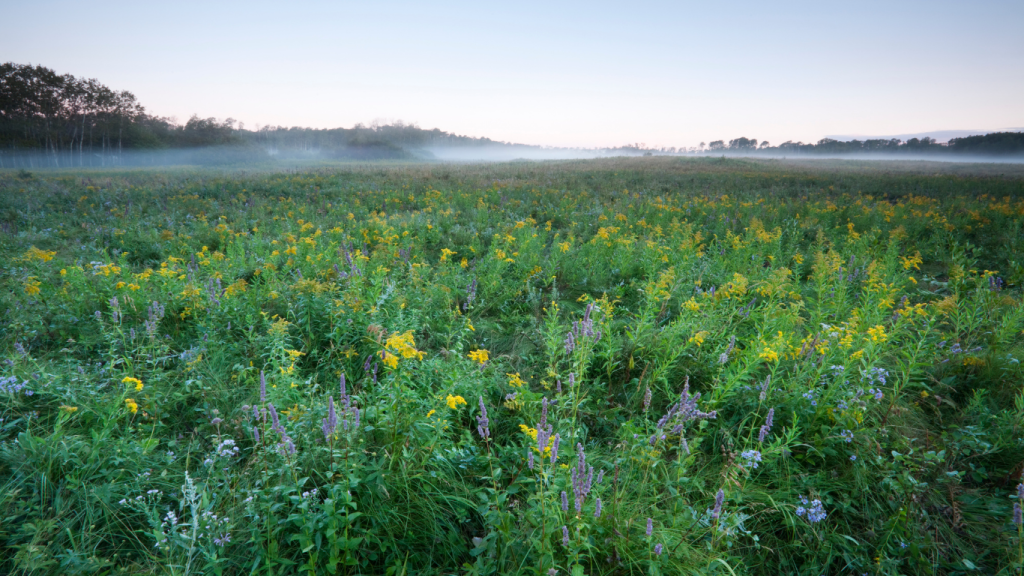 Edmonton to Montreal drive The ultimate road trip guide Riding Mountain National Park