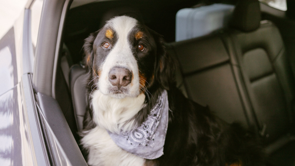 The best rental cars for can’t-miss activities in Saskatoon