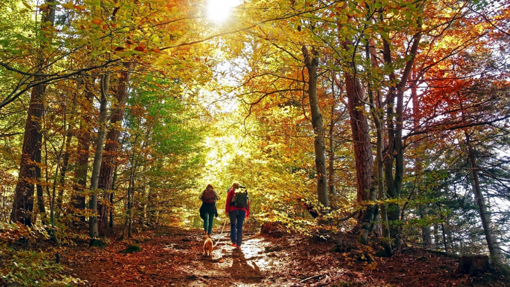 Toronto to Nashville drive: The ultimate road trip guide: Oak Openings Preserve Metropark, Ohio