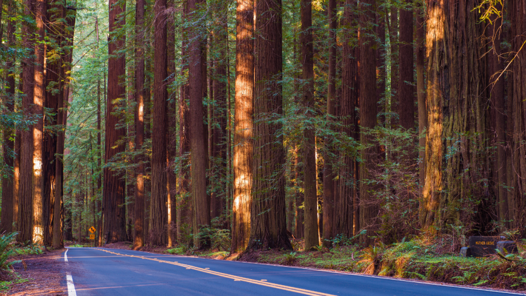 Vancouver to Los Angeles drive: The ultimate road trip guide: Avenue of the Giants, Humboldt Redwoods State Park.