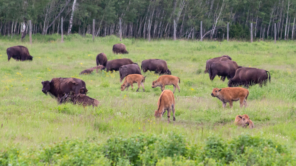Saskatoon to Vancouver drive: The ultimate road trip guide: Elk Island National Park.