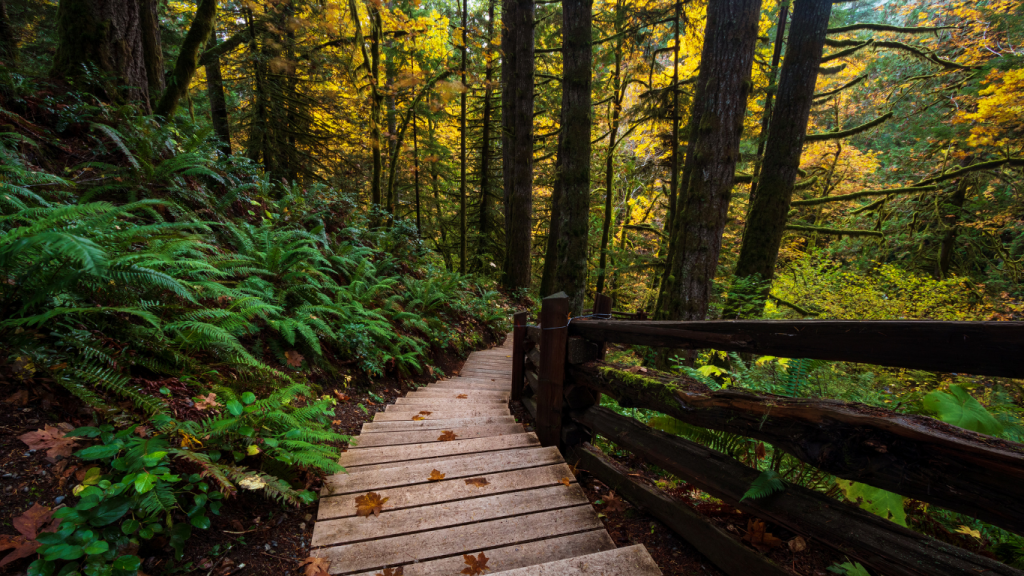 Nanaimo to Victoria drive: The ultimate road trip guide: Goldstream Provincial Park.