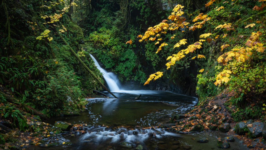Victoria to Nanaimo drive: The ultimate road trip guide: Goldstream Provincial Park.