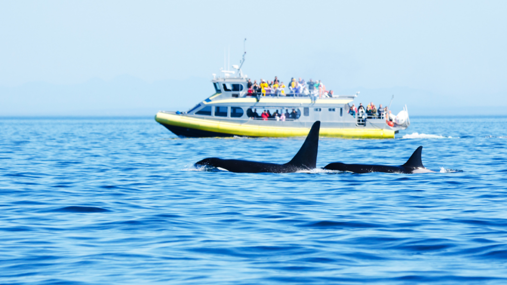Victoria to Nanaimo drive: The ultimate road trip guide: Whale watching in Victoria, BC.