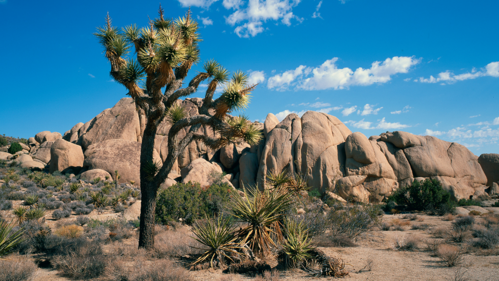 Calgary to San Diego drive: The ultimate road trip guide: