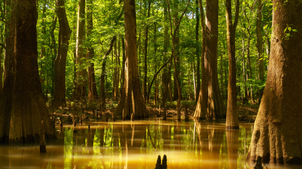 Toronto to Myrtle Beach drive: The ultimate road trip guide: Congaree National Park, South Carolina