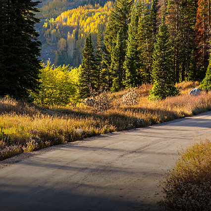 A rural road running through a dense, colourful forest.