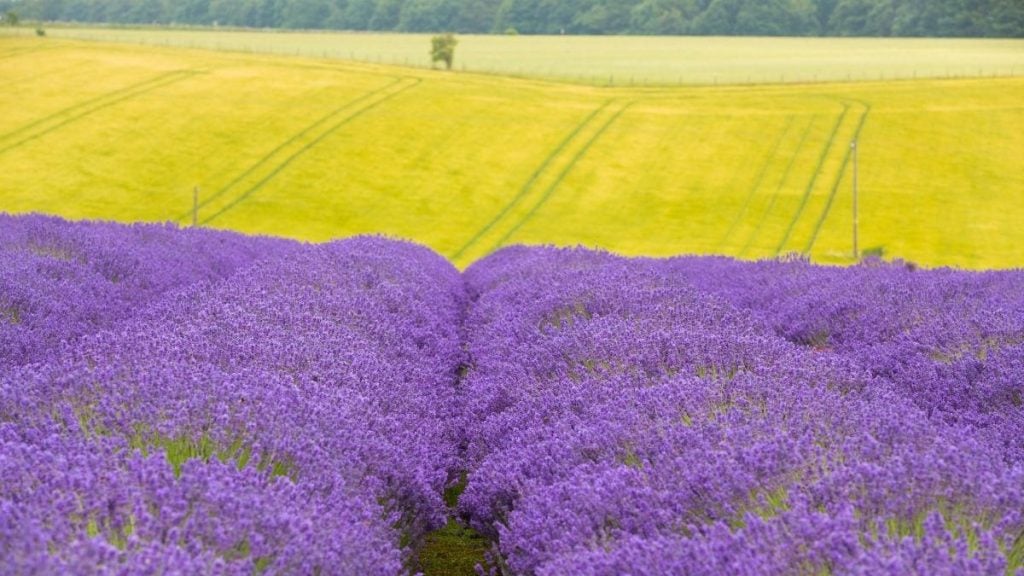 Cotswolds Lavender, Snowshill
