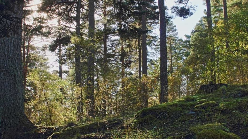 Anagach Woods in Grantown-on-Spey
