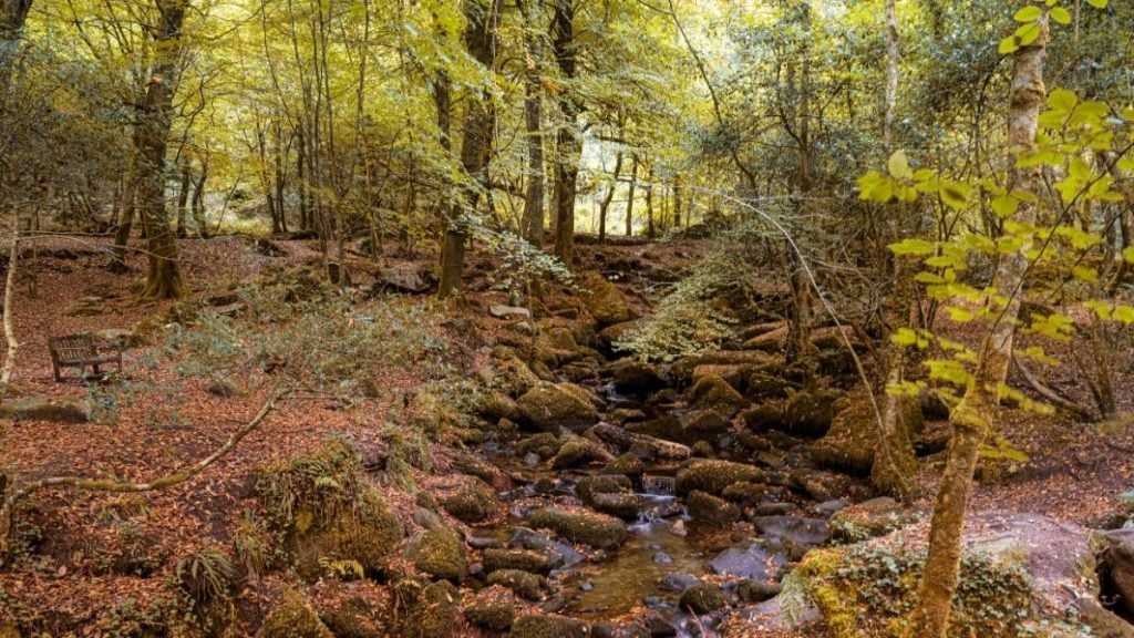 Kennall Vale, Cornwall, UK