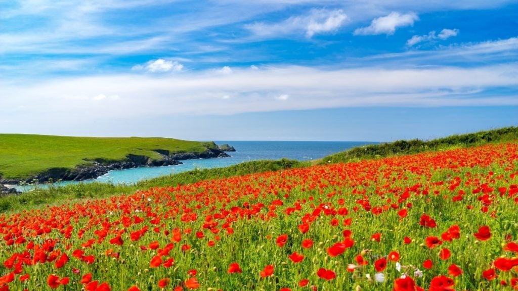 Wild Flowers at Porth Joke, Cornwall, UK