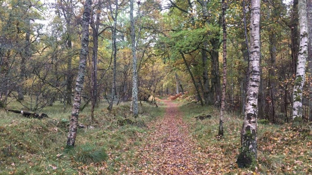 Sunlit woodland with mature oak trees in Dinnet Oakwoods SSSI at Dinnet National Nature Reserve, Scottish Highlands, Scotland