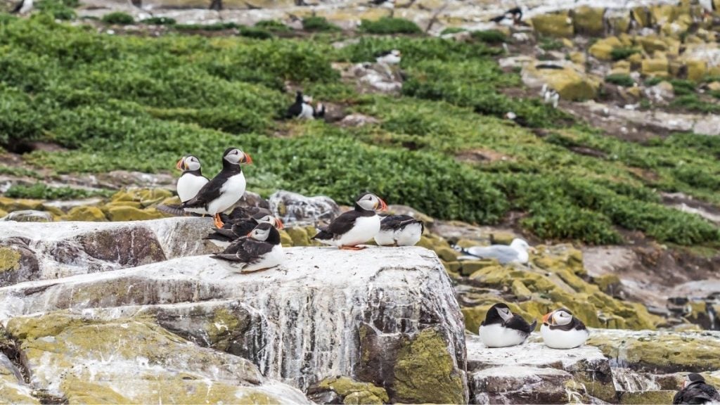 Puffins on the Farne Islands resting on grassy cliffs above the sea, near Seahouses in Northumberland, England
