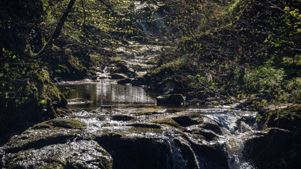 Mossy woodland and waterfalls in Glenariff Forest Park, County Antrim, Northern Ireland