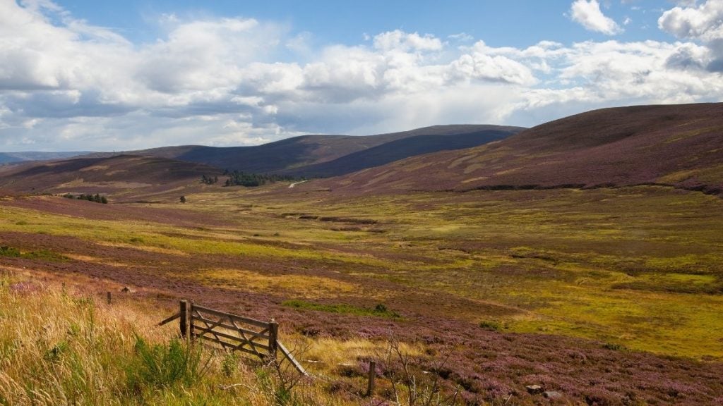 Heather-covered hills along Cairnwell Pass in the Cairngorms, Scottish Highlands, Scotland
