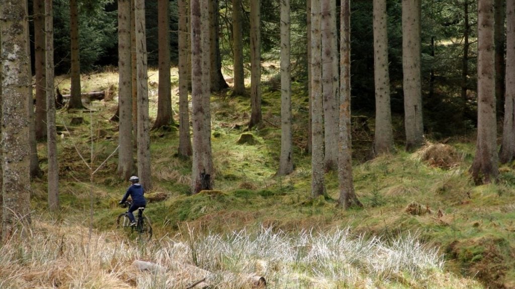 Kielder Forest woodland trail with tall pine trees and natural light, Northumberland, England