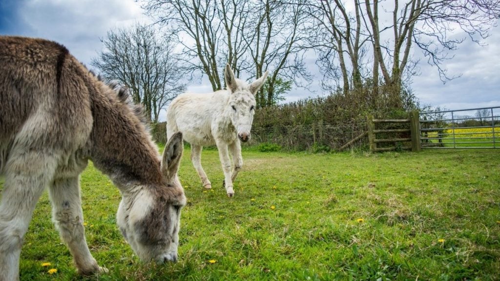Donkey Sanctuary, Sidmouth, England