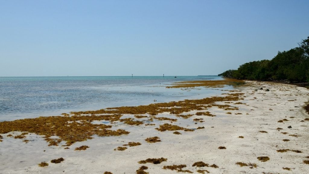 Miami to Key West Road Trip. In photo: Anne’s Beach, Islamorada, Florida