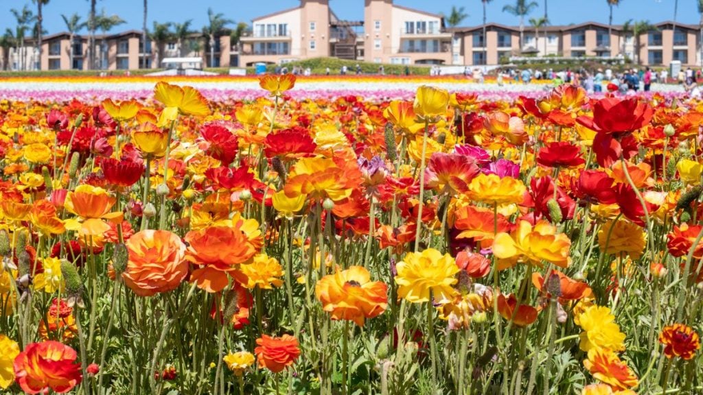 Flower Fields at Carlsbad Ranch, Carlsbad, California