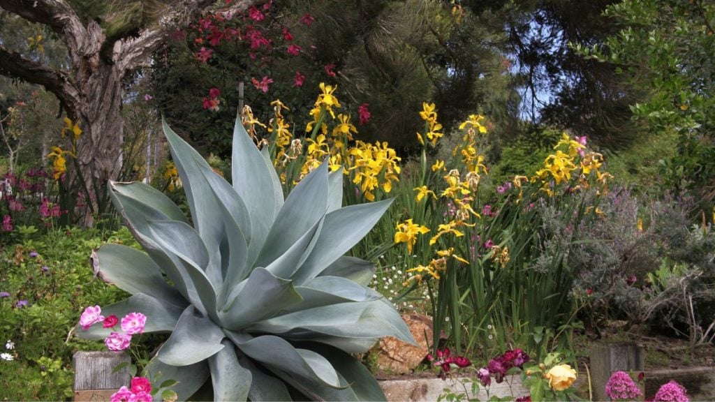 San Diego to LA Drive. In photo: San Diego Botanic Garden, Encinitas, California