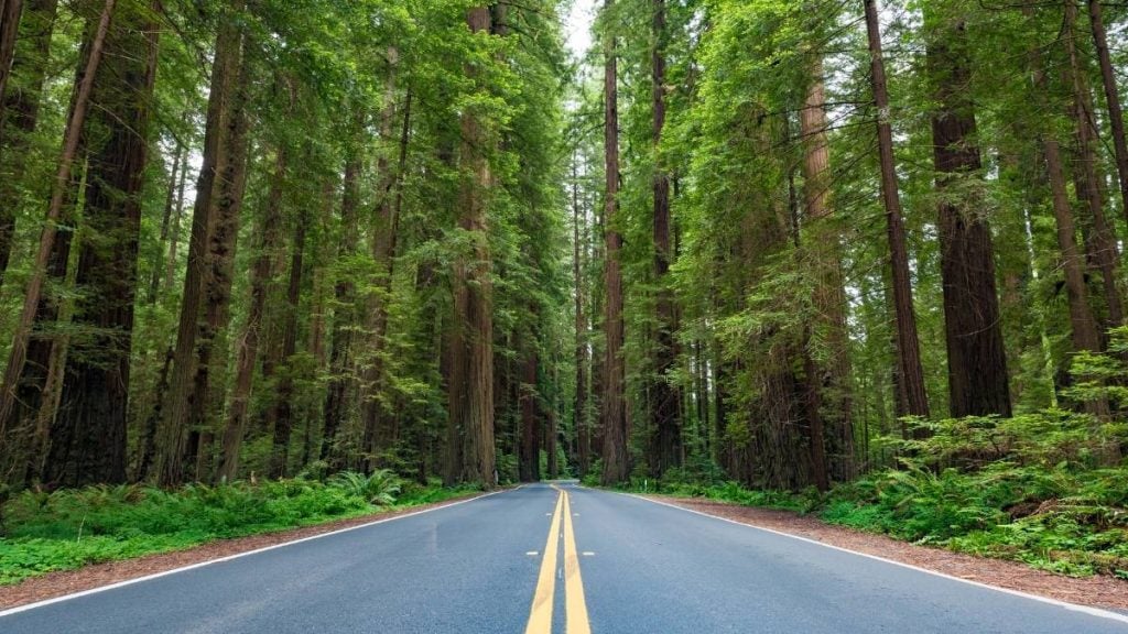 Avenue of the Giants, Weott, California