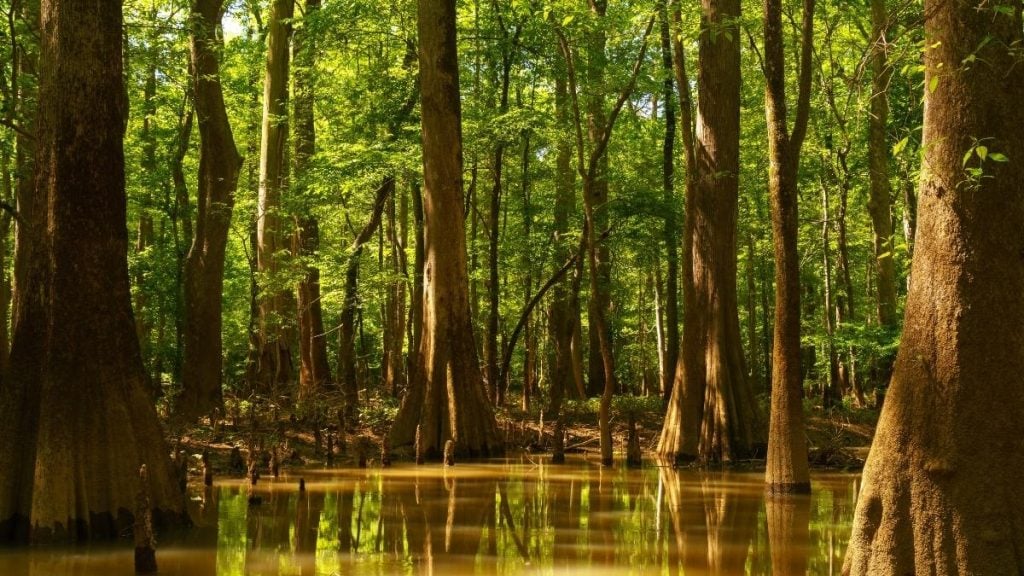Congaree National Park, near Columbia, South Carolina