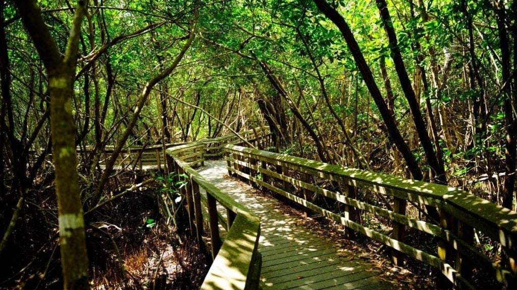 Miami to Orlando Drive. In photo: Everglades National Park, Florida