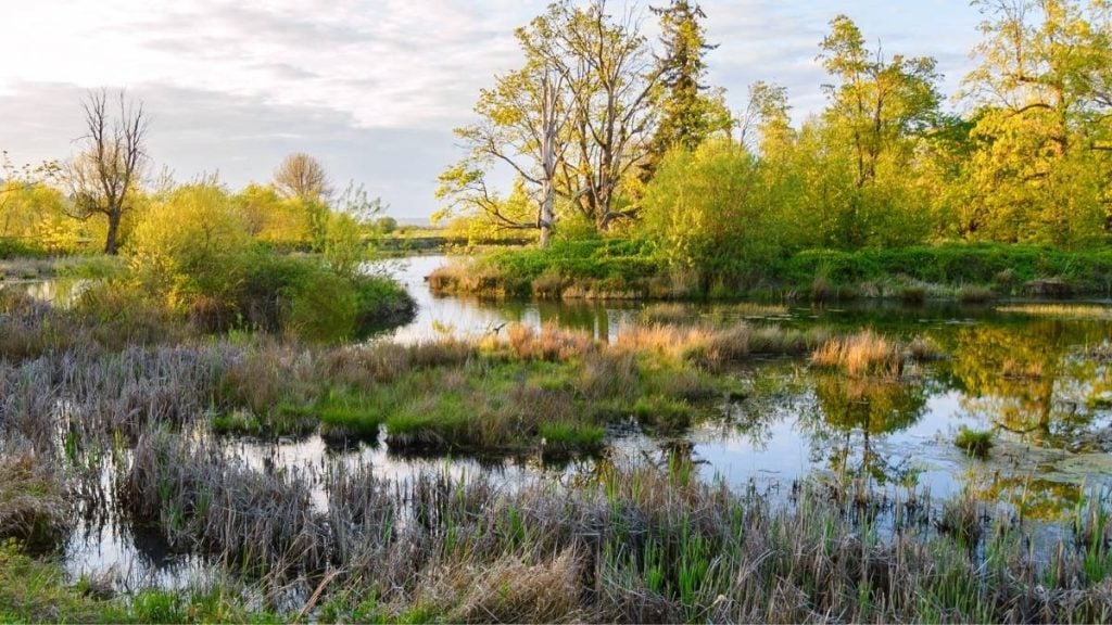 Portland to Seattle Drive. In photo: Nisqually National Wildlife Refuge, Olympia, Washington