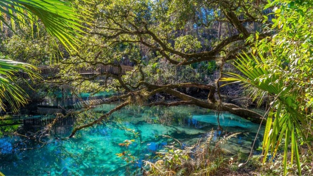 Ocala National Forest, Florida