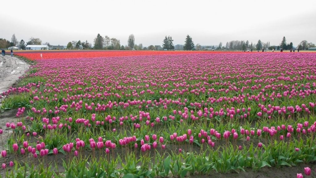 Skagit Valley Tulip Fields, Skagit Valley, Washington