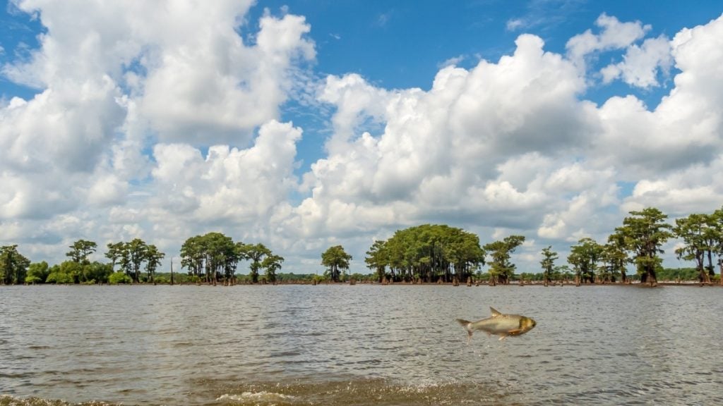 Atchafalaya National Wildlife Refuge, Louisiana