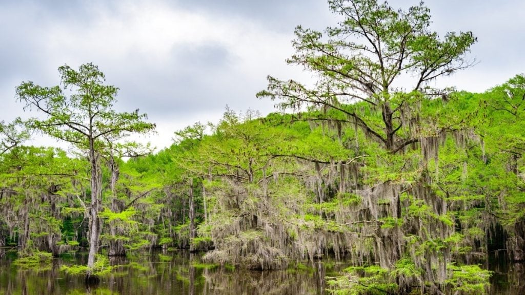 Dallas to New Orleans drive. In photo: Caddo Lake State Park, Texas