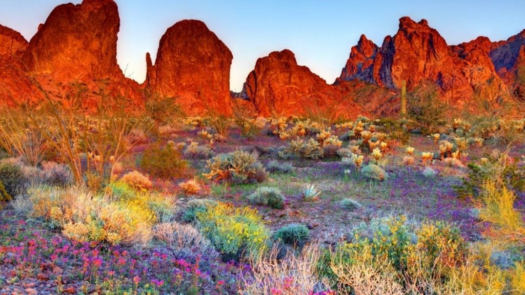 Phoenix to San Diego road trip. In photo: Kofa National Wildlife Refuge, Arizona
