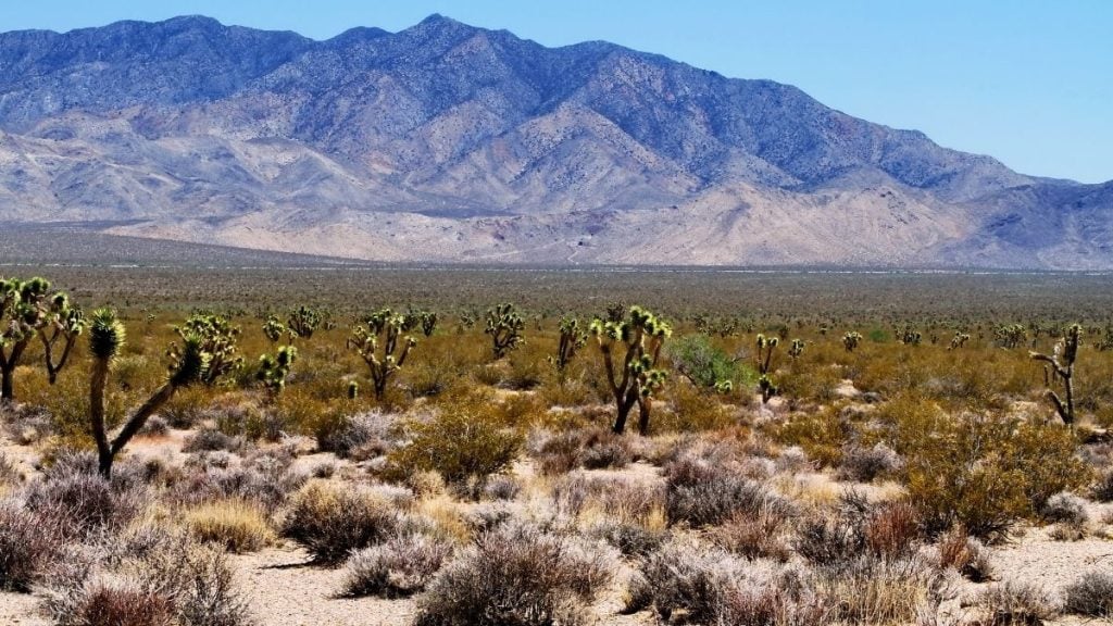 Mojave National Preserve, California