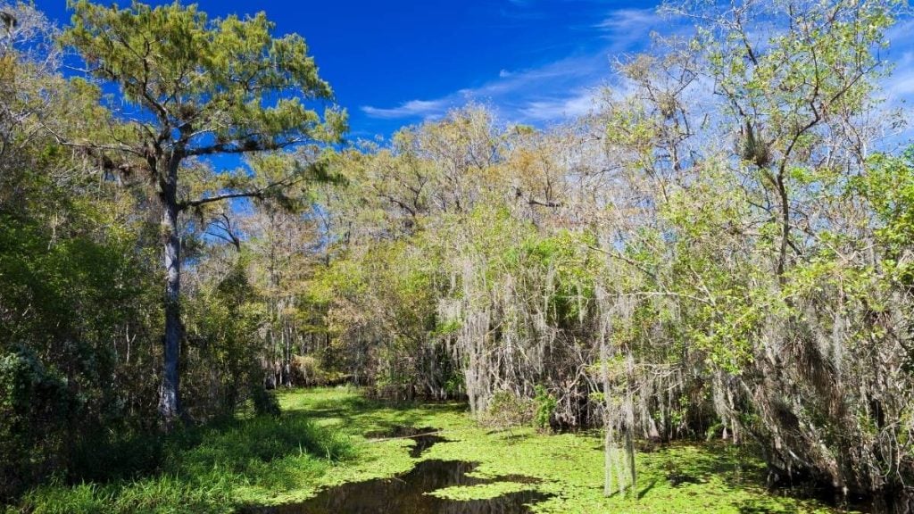 Big Cypress National Preserve, Florida