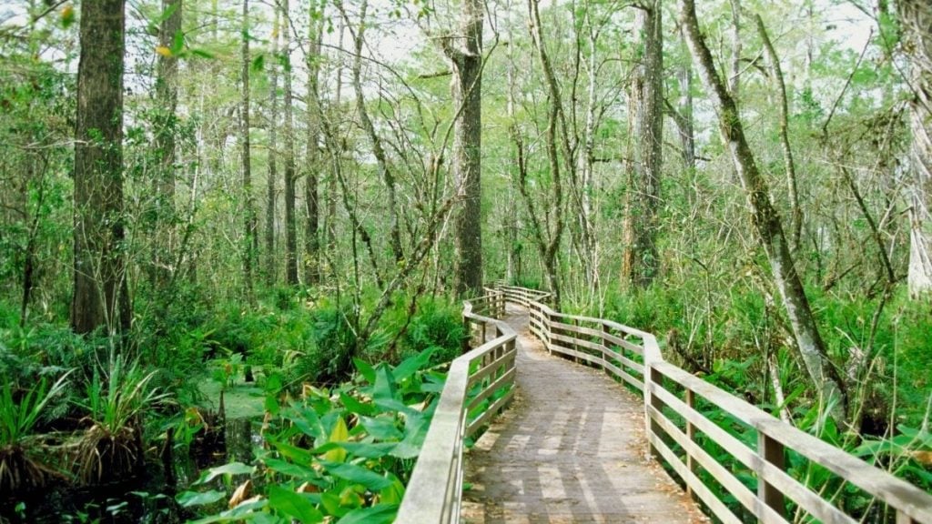 Corkscrew Swamp Sanctuary, Naples, Florida