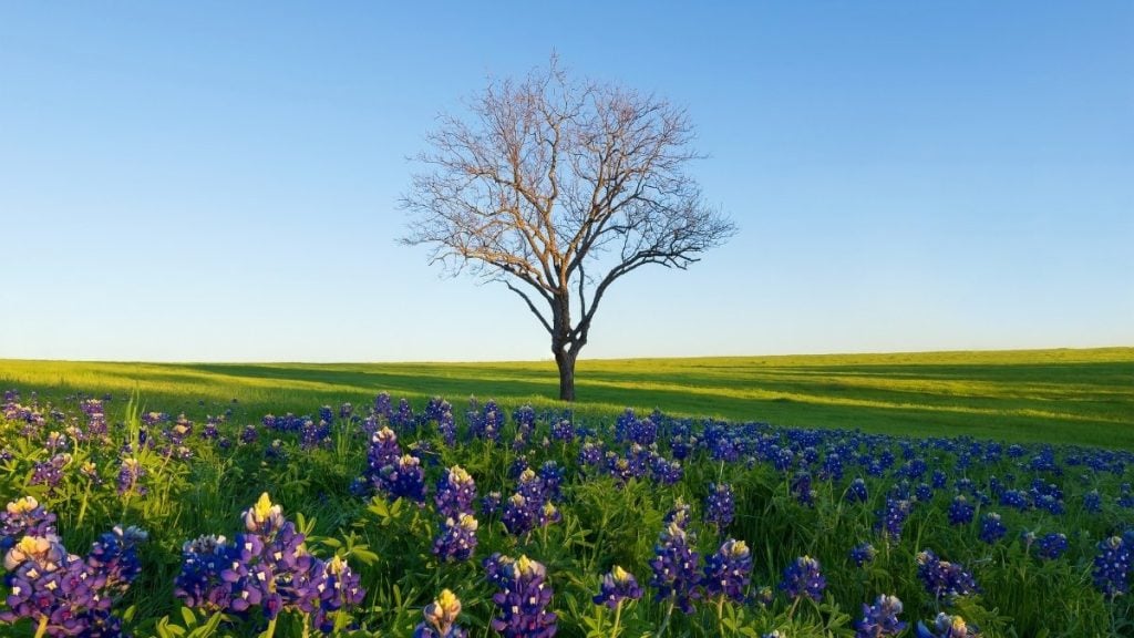 Ennis Bluebonnet Trails, Ennis, Texas