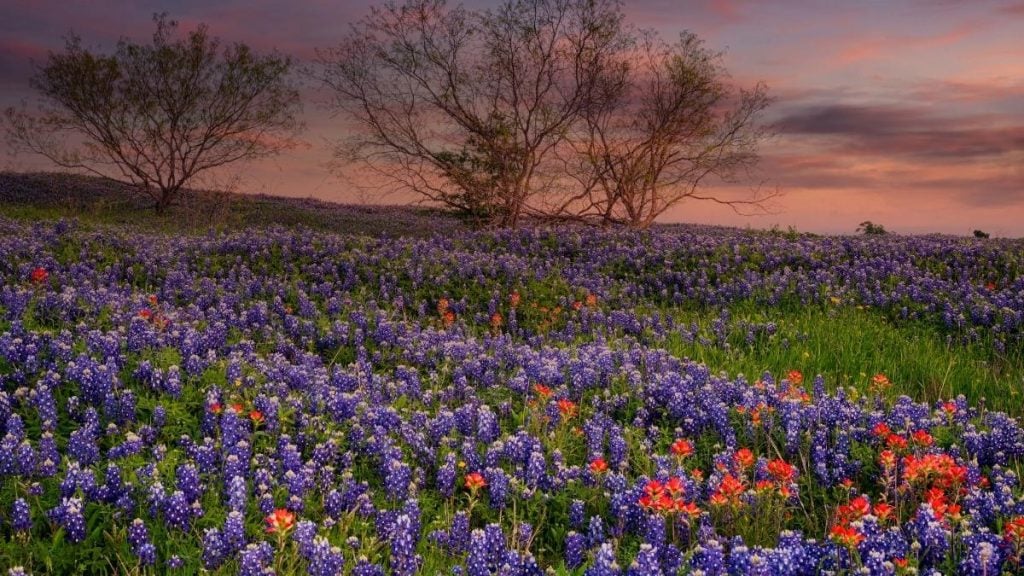 Dallas to Houston drive. In photo: Ennis Bluebonnet Trails, Ennis, Texas